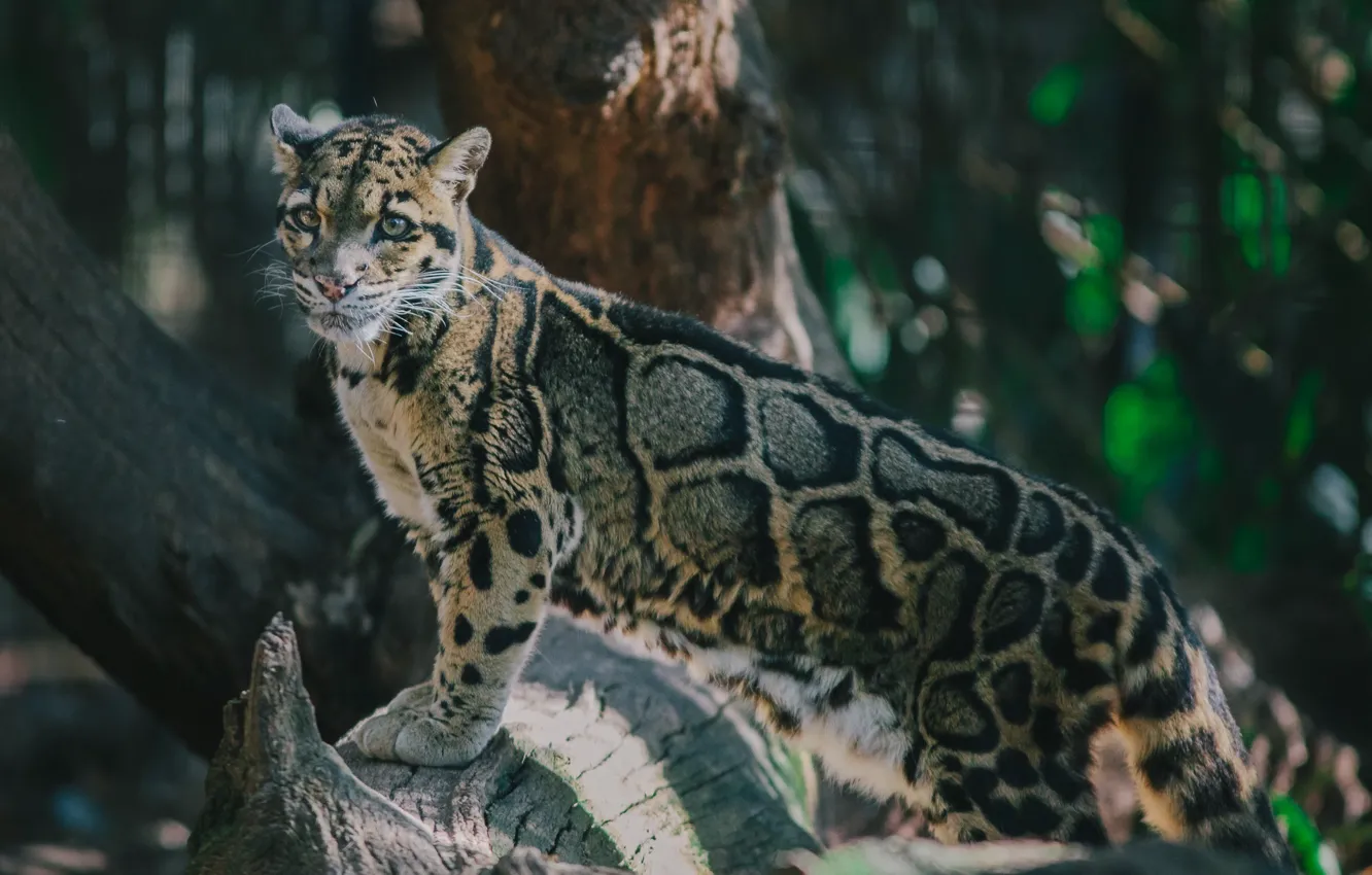 Photo wallpaper pose, predator, spot, wild cat, clouded leopard