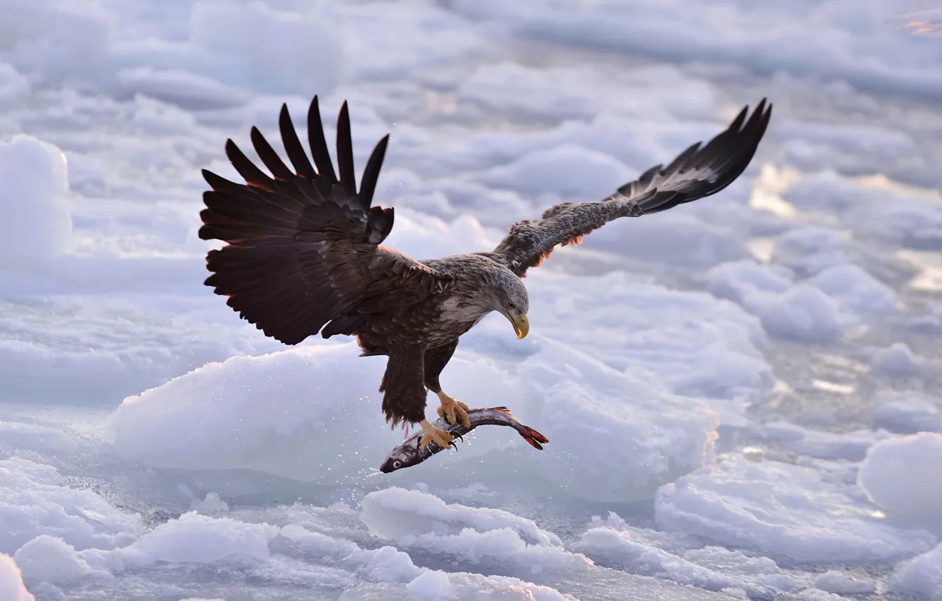 Photo wallpaper ice, Eagle, fish, hunting
