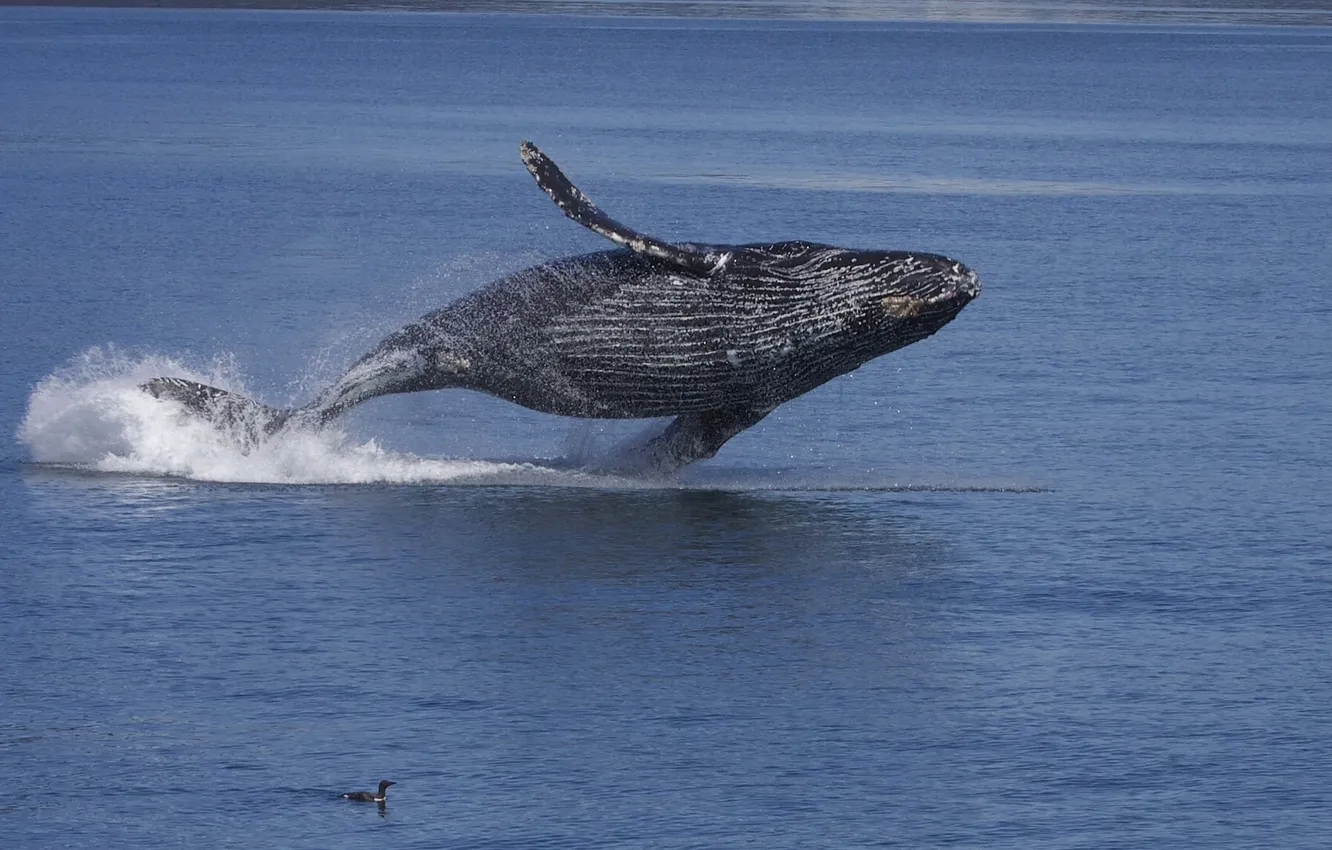 Photo wallpaper water, the ocean, bird, Alaska, long-armed whale, Gorbach, humpback whale, Kaira