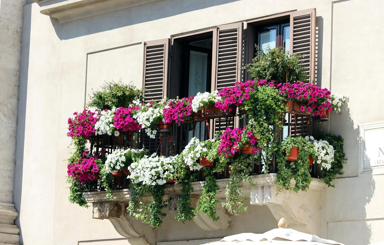 Photo wallpaper wall, window, flowerbed, Petunia
