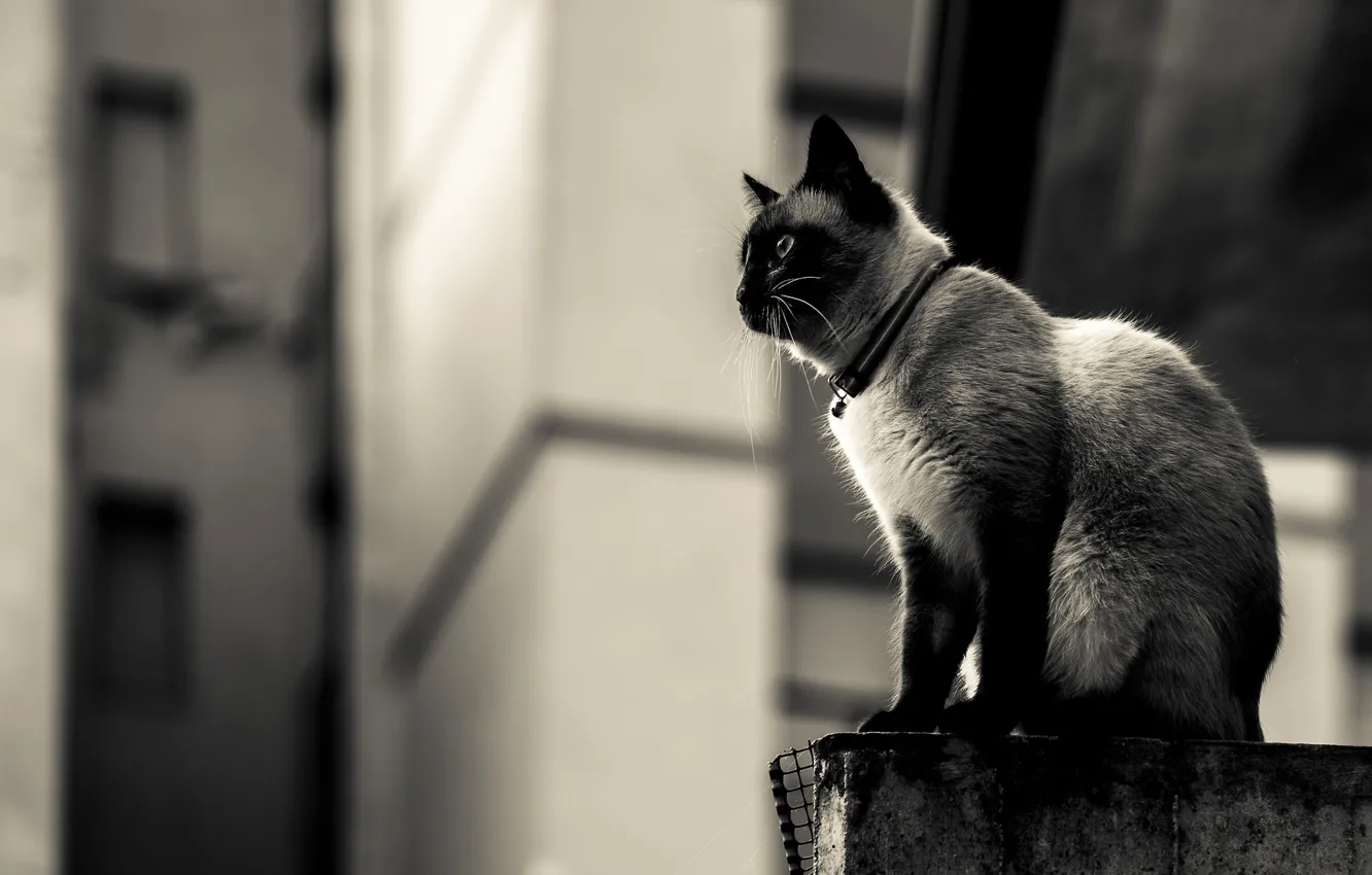 Photo wallpaper cat, cat, collar, sitting