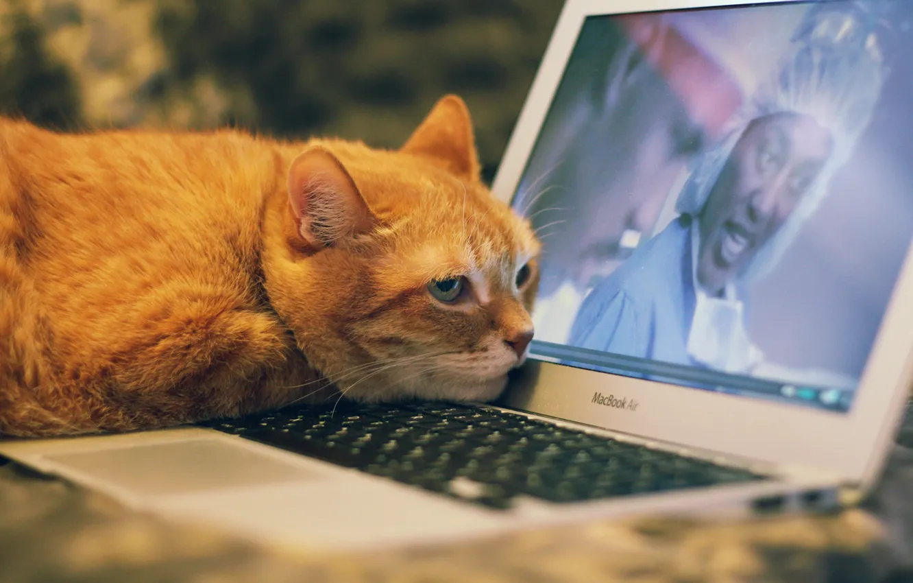 Photo wallpaper cat, computer, cat, look, face, background, movie, the film