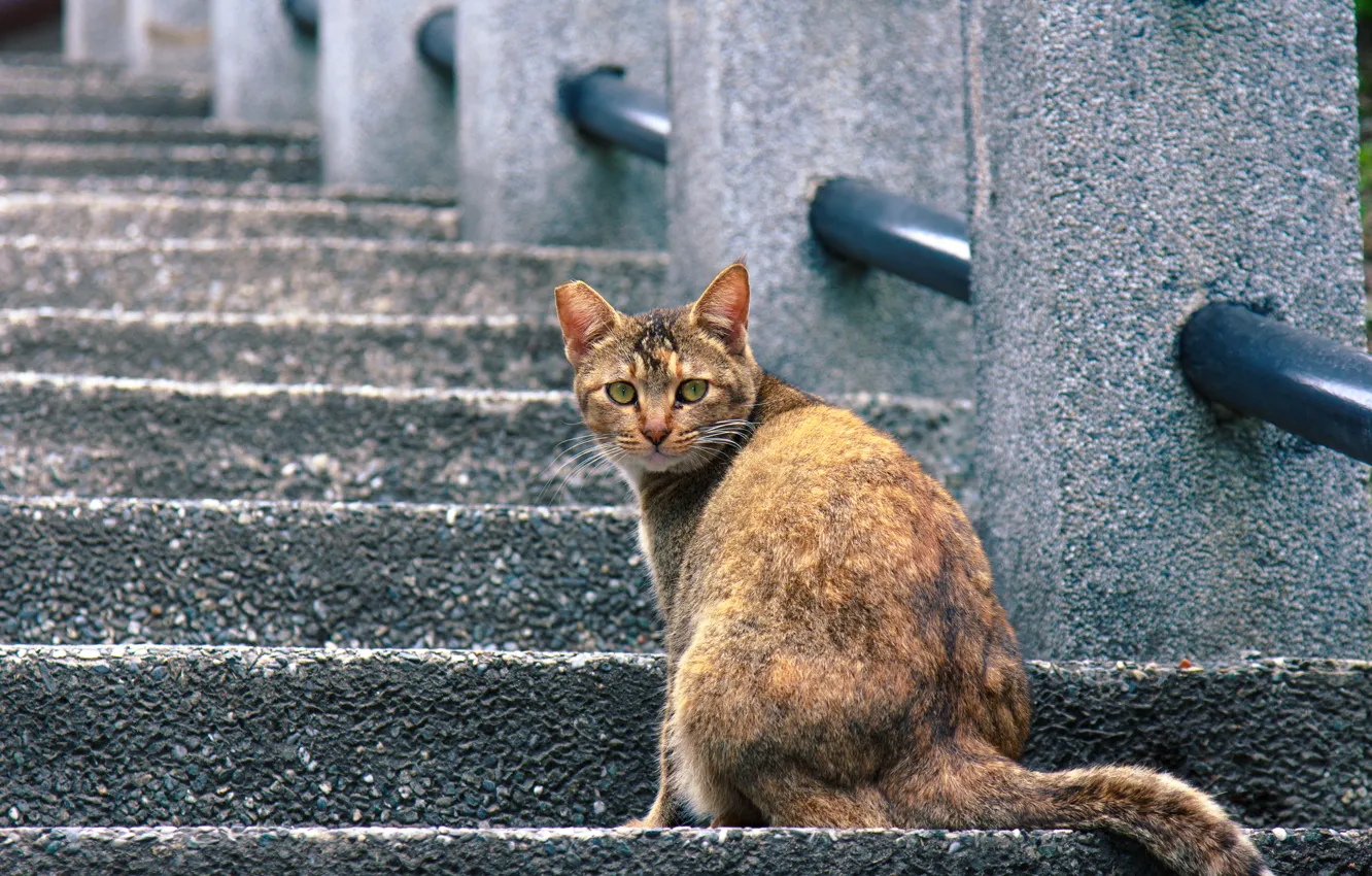 Photo wallpaper cat, look, steps, Kote