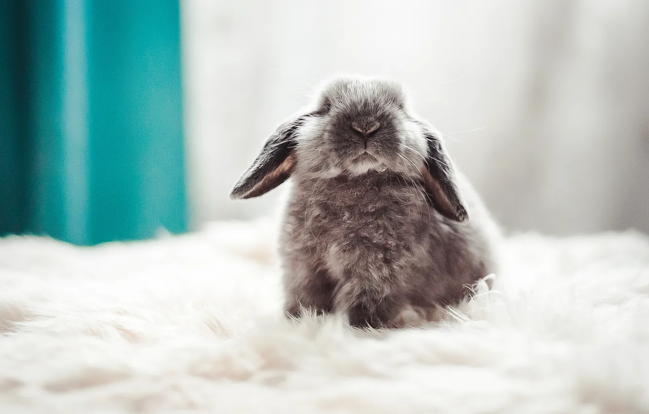 Photo wallpaper background, fluffy, rabbit, baby
