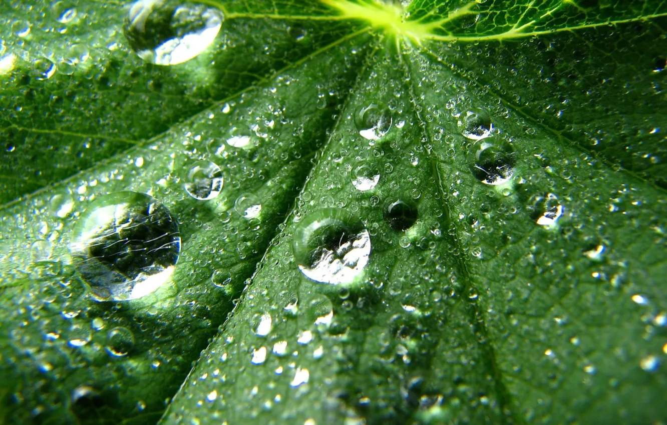 Photo wallpaper leaves, drops, green