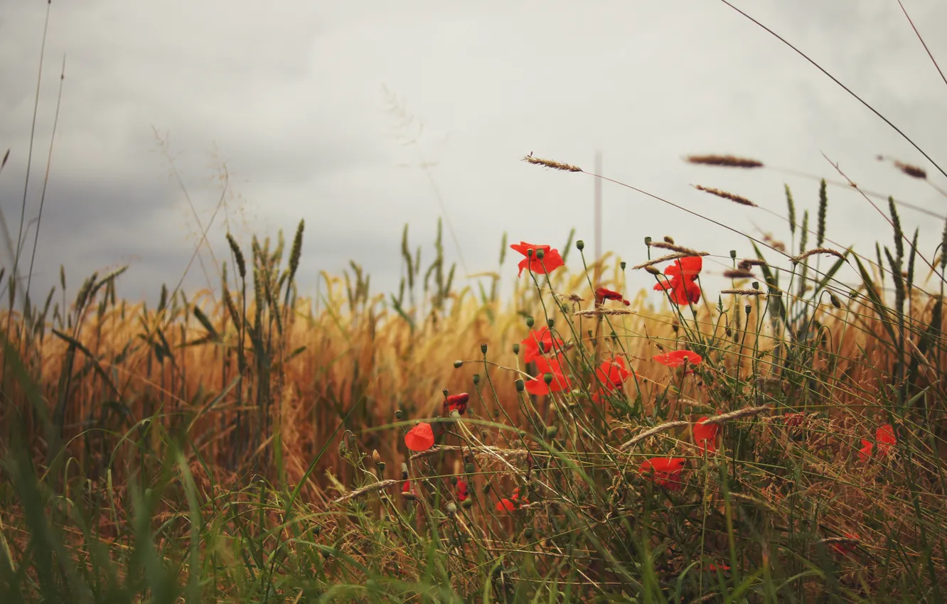 Photo wallpaper grass, Maki, petals, red