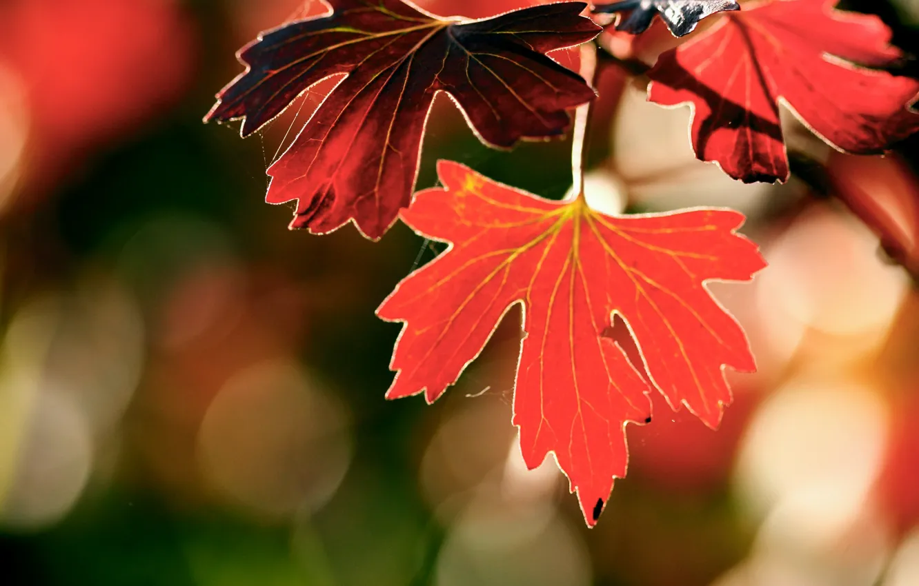 Photo wallpaper autumn, macro, glare, foliage, branch