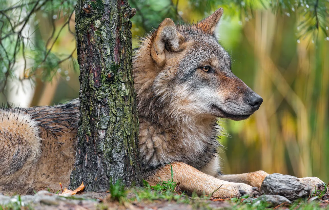 Photo wallpaper Predator, nature, animal, wolf, wildlife, portrait, portrait., Canis lupus. face