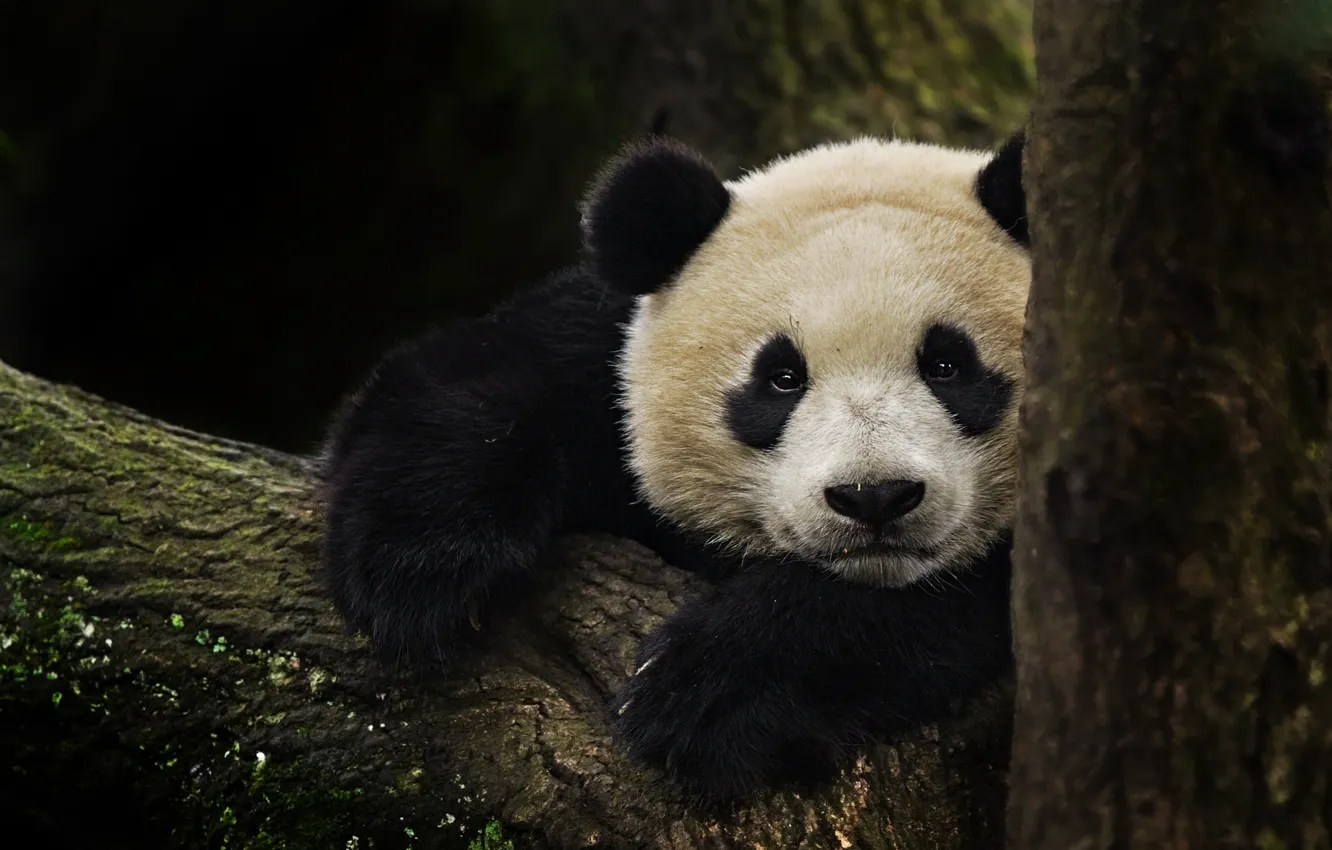 Photo wallpaper tree, branch, bear, Panda, China