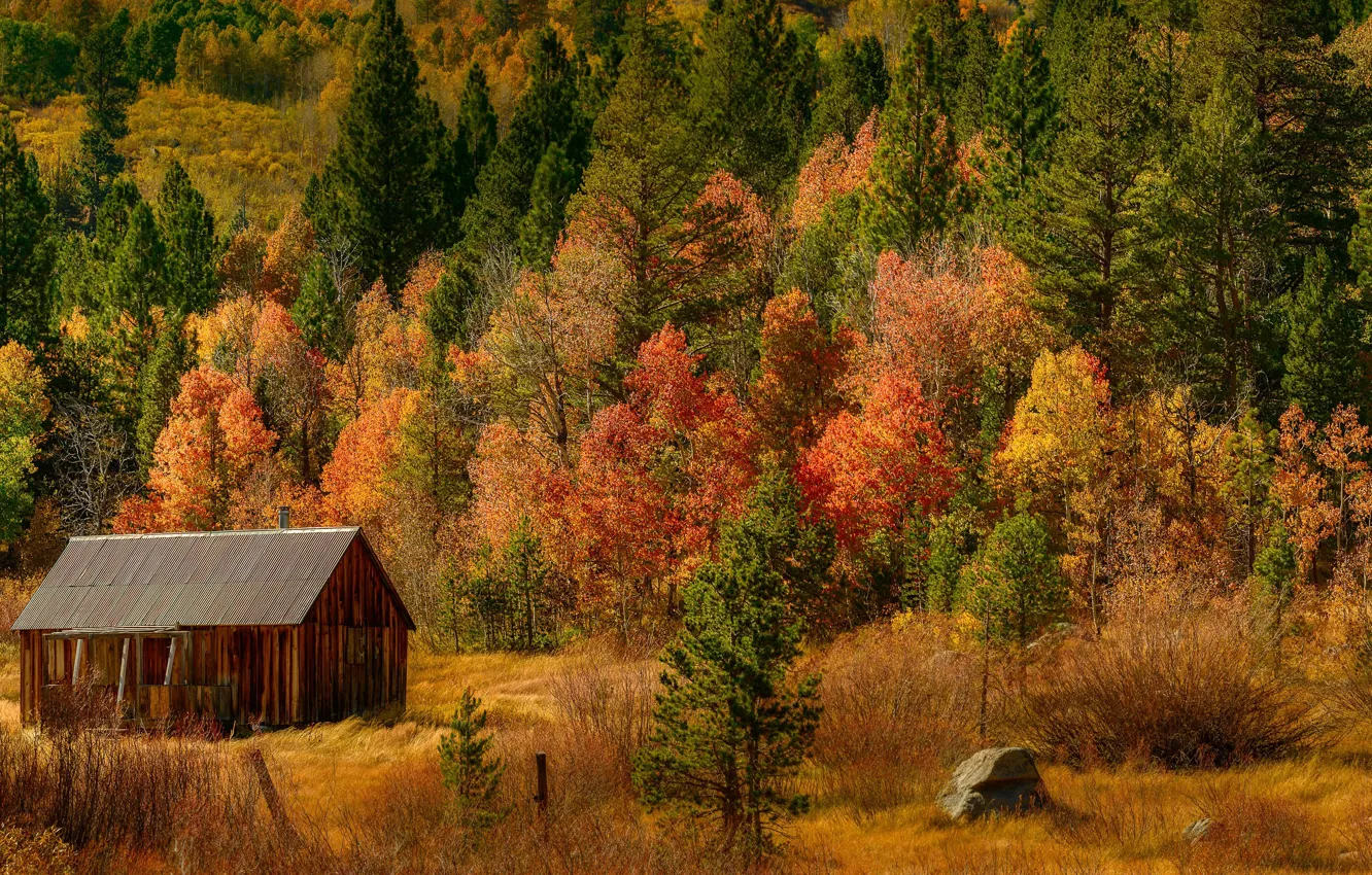 Photo wallpaper autumn, forest, trees, slope, panorama, house