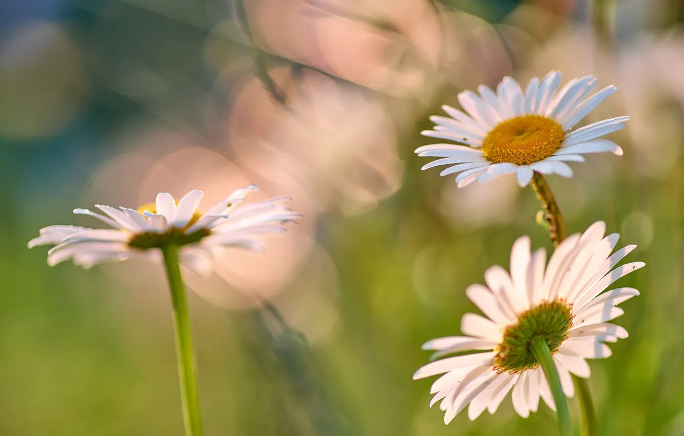 Photo wallpaper chamomile, trio, bokeh