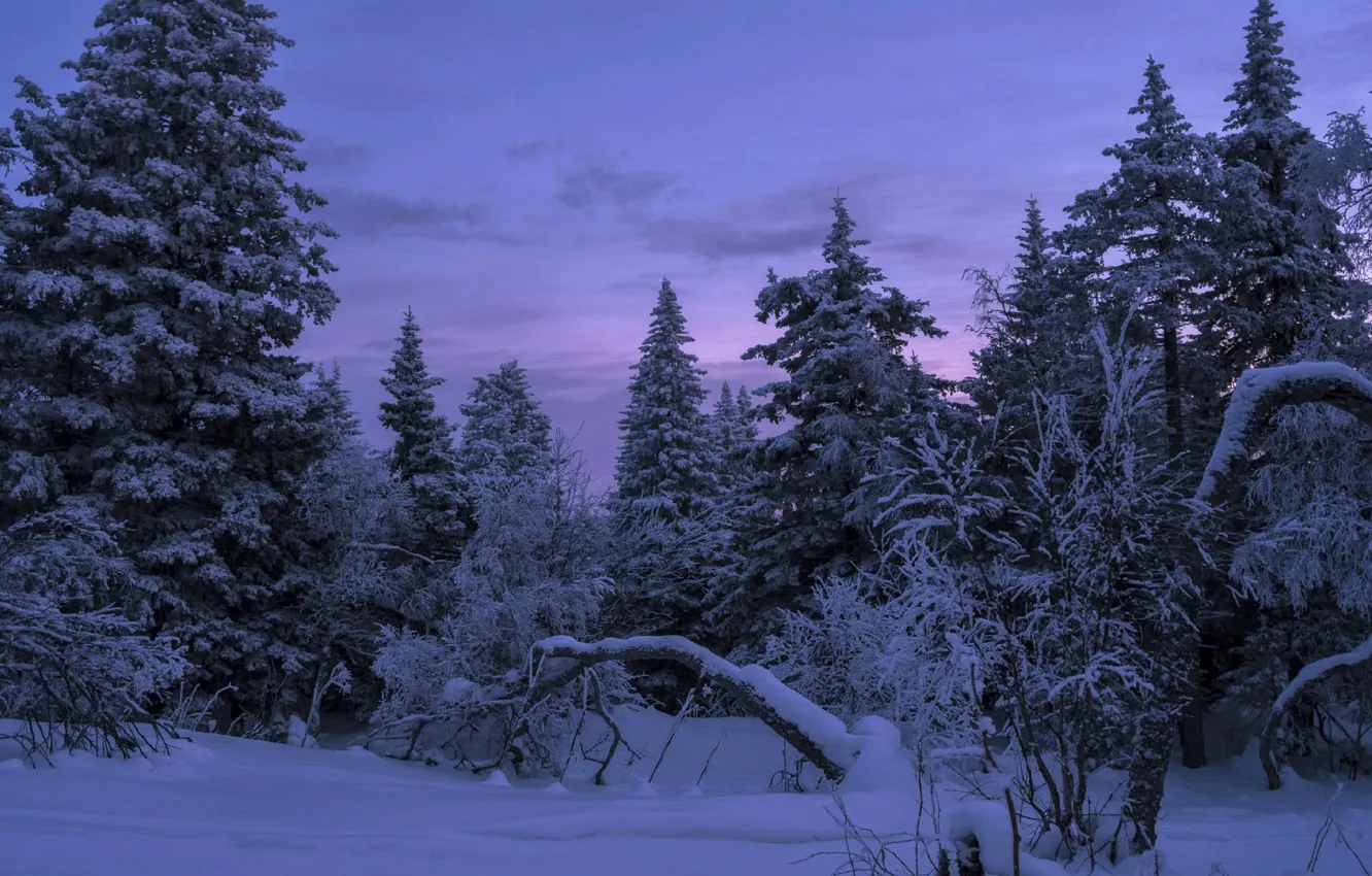 Photo wallpaper winter, forest, the sky, snow, nature, tree, the evening, Andrey Sharapov