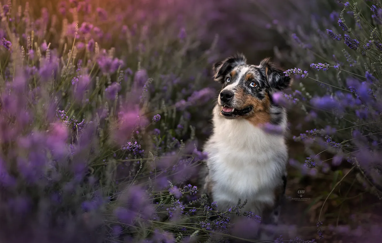 Photo wallpaper each, dog, lavender