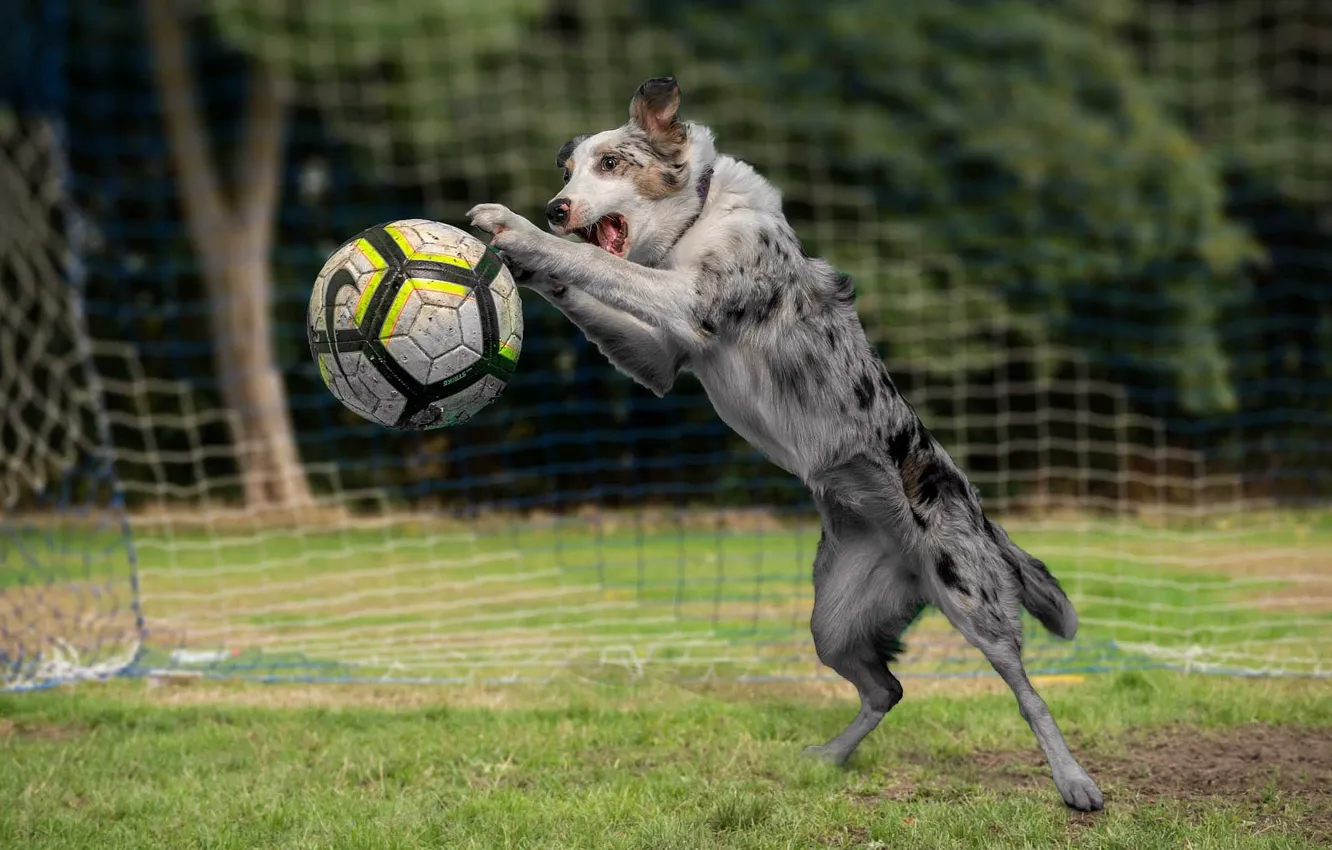 Photo wallpaper football, the game, the ball, dog