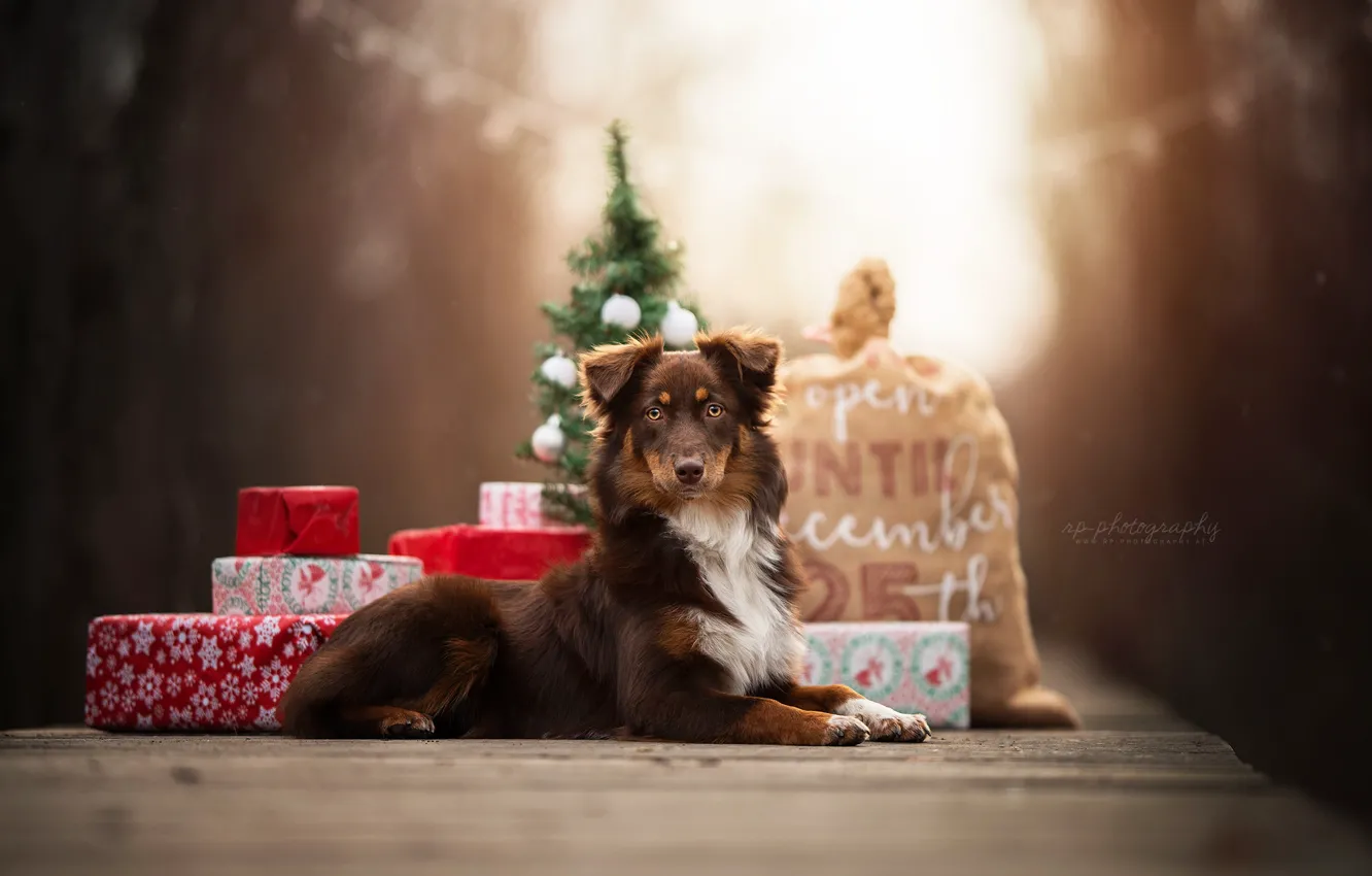 Photo wallpaper dog, gifts, bag