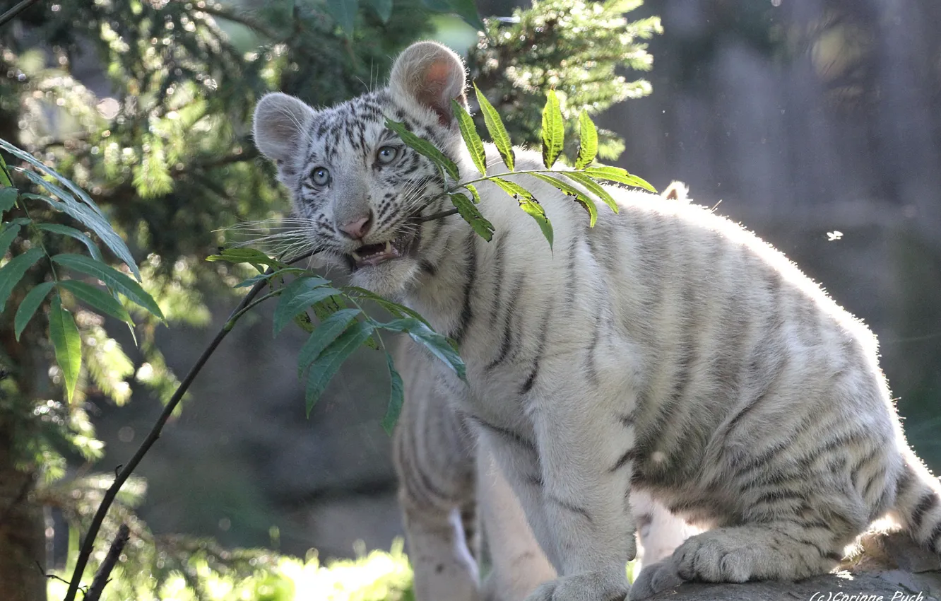 Photo wallpaper white, leaves, nature, tiger, branch, baby