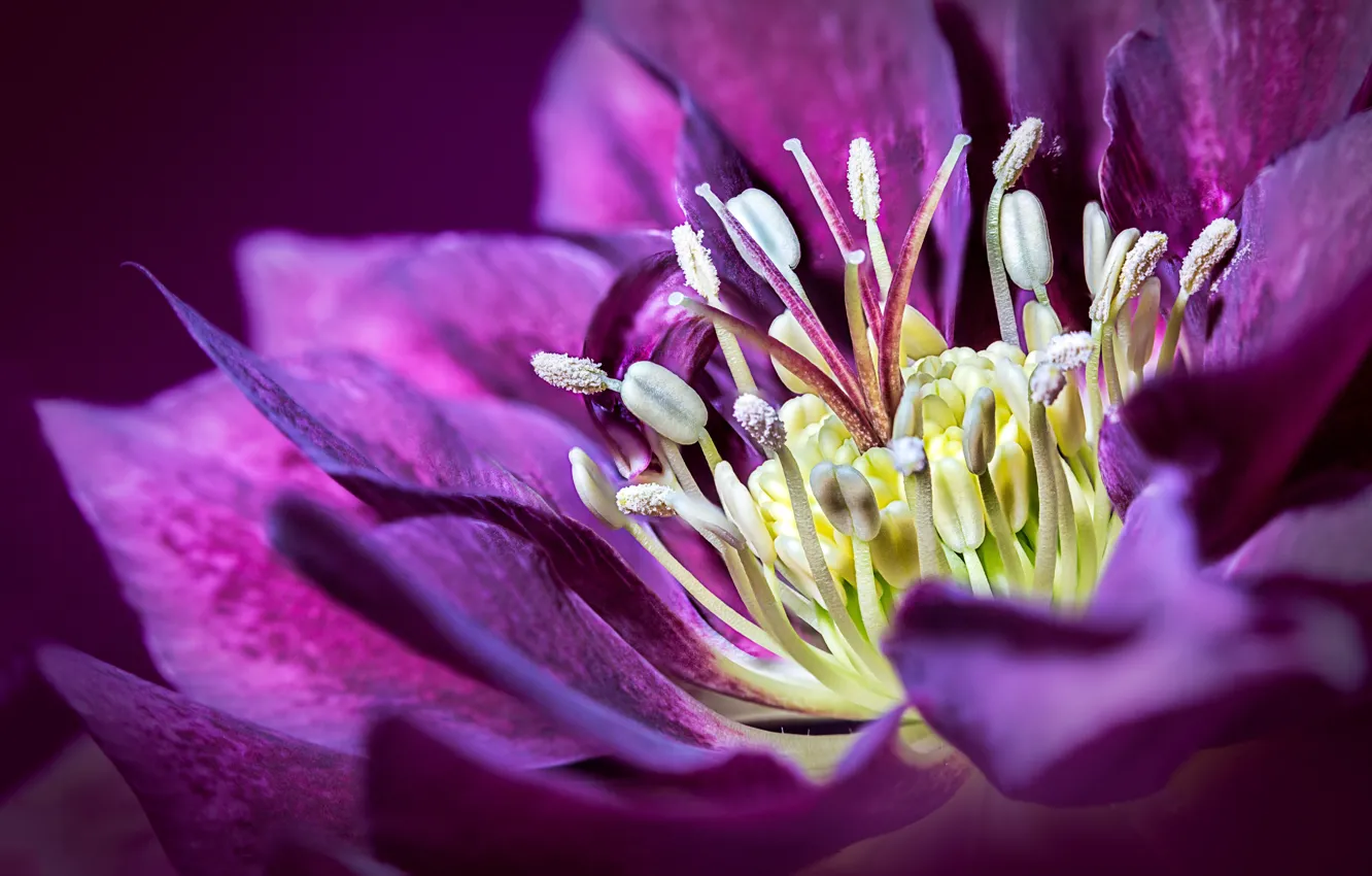 Photo wallpaper flowers, petals, hellebore