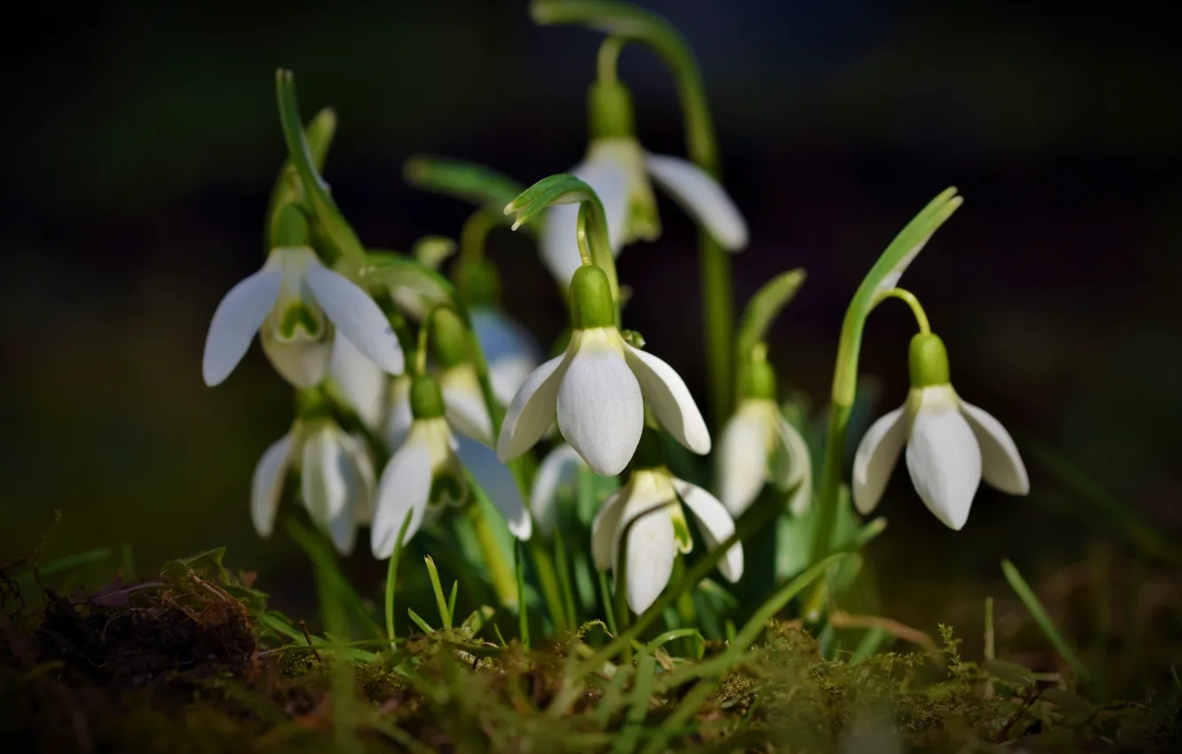 Photo wallpaper macro, flowers, moss, spring, snowdrops