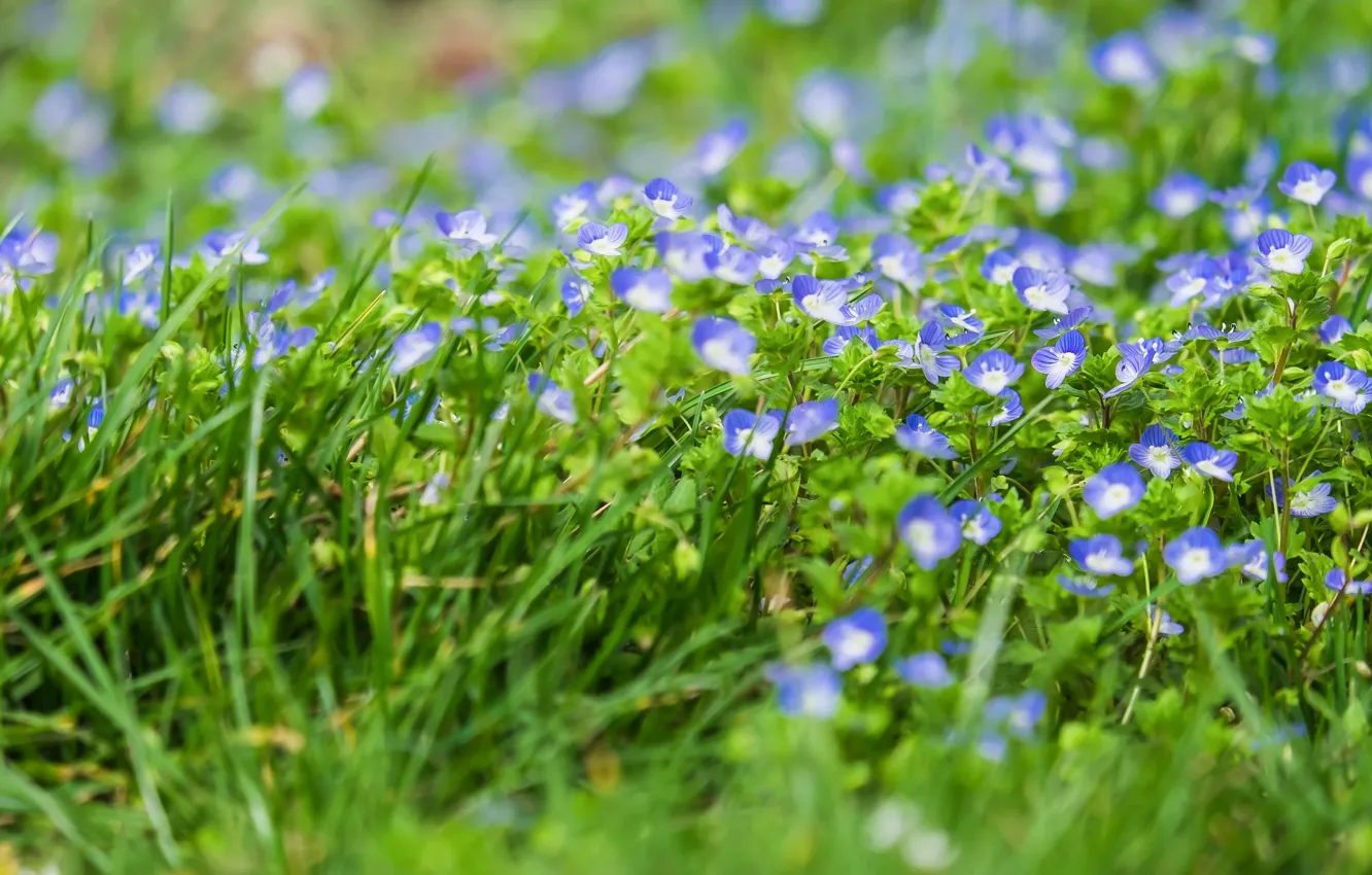 Photo wallpaper greens, grass, flowers, glade, Veronica, spring, blue, field