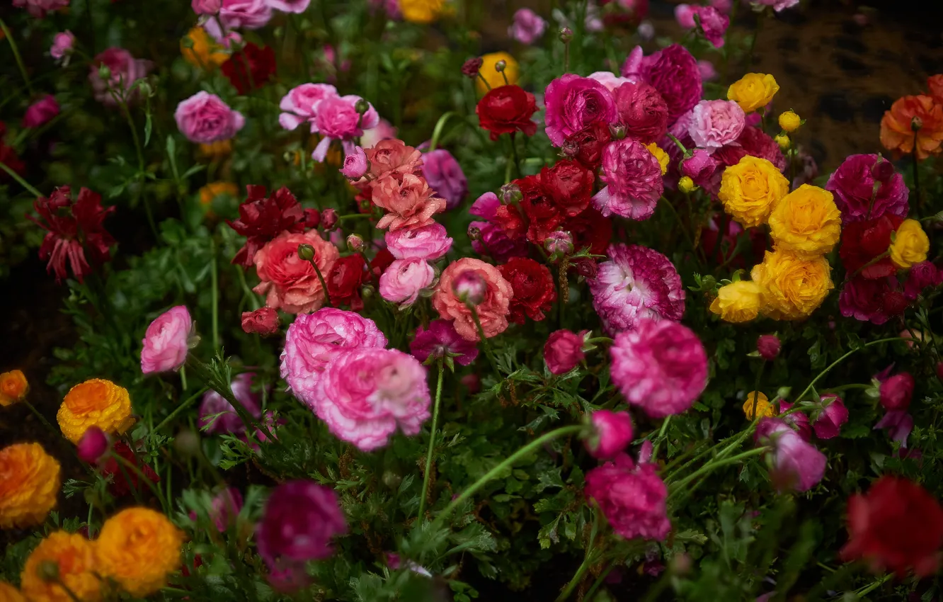 Photo wallpaper flowers, orange, yellow, red, glade, bright, garden, pink