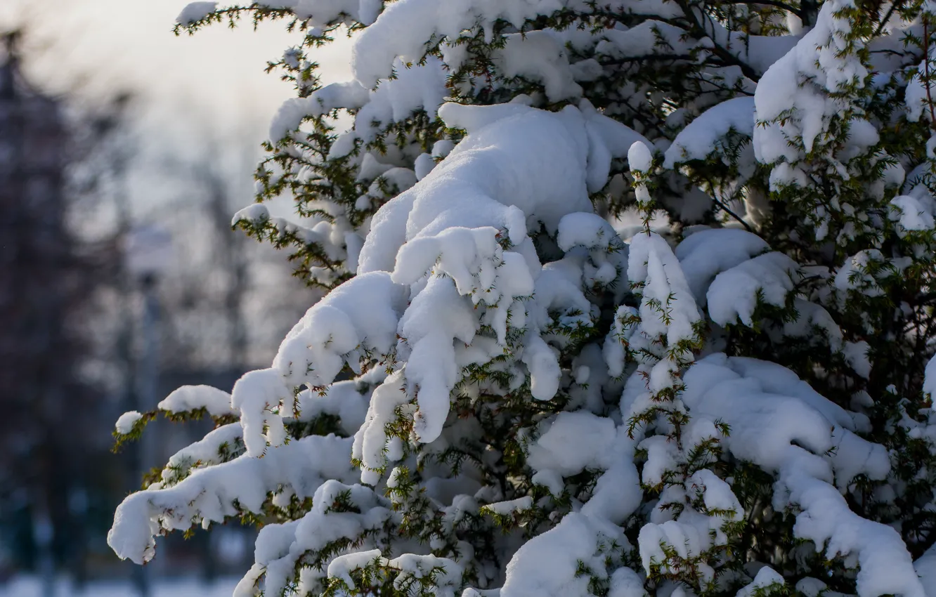 Photo wallpaper winter, snow, nature, background, blue spruce