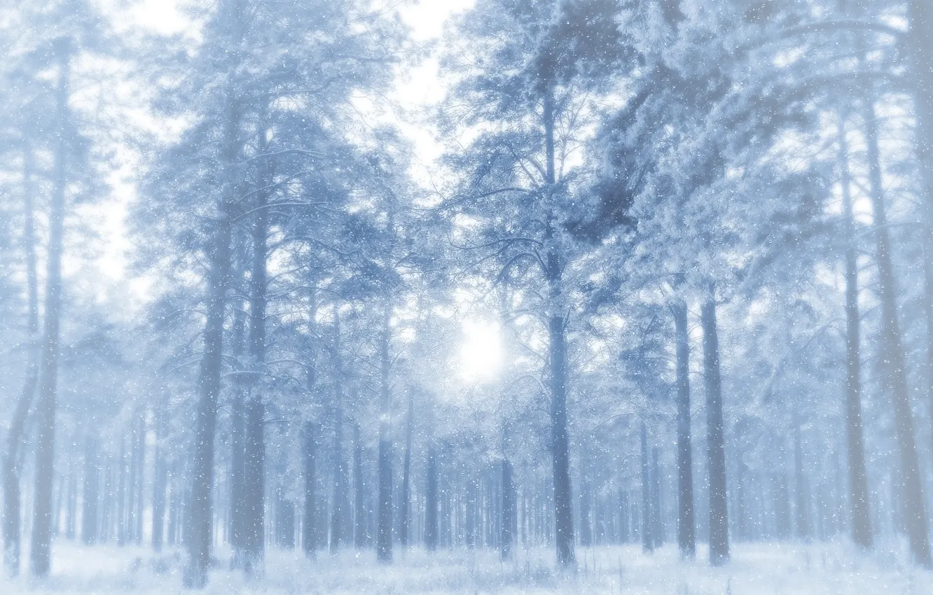 Photo wallpaper winter, frost, forest, snow, trees, pine, clearance, frosty