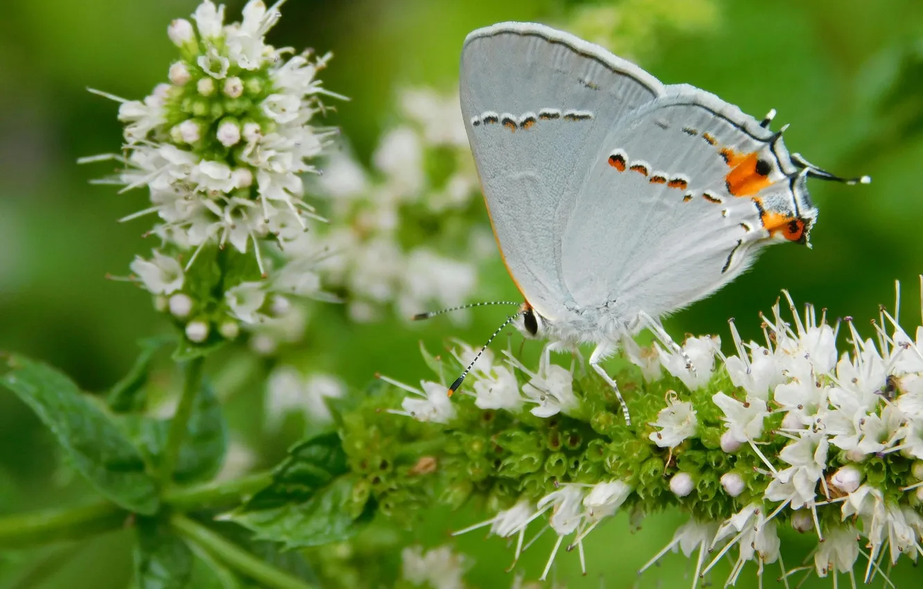 Photo wallpaper macro, butterfly, wings, beautiful, flowering, closeup