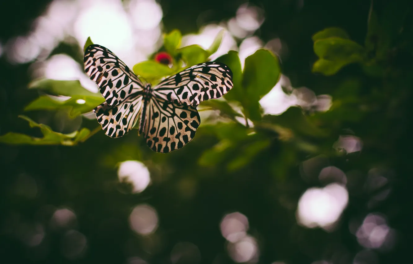 Photo wallpaper butterfly, wings, bokeh