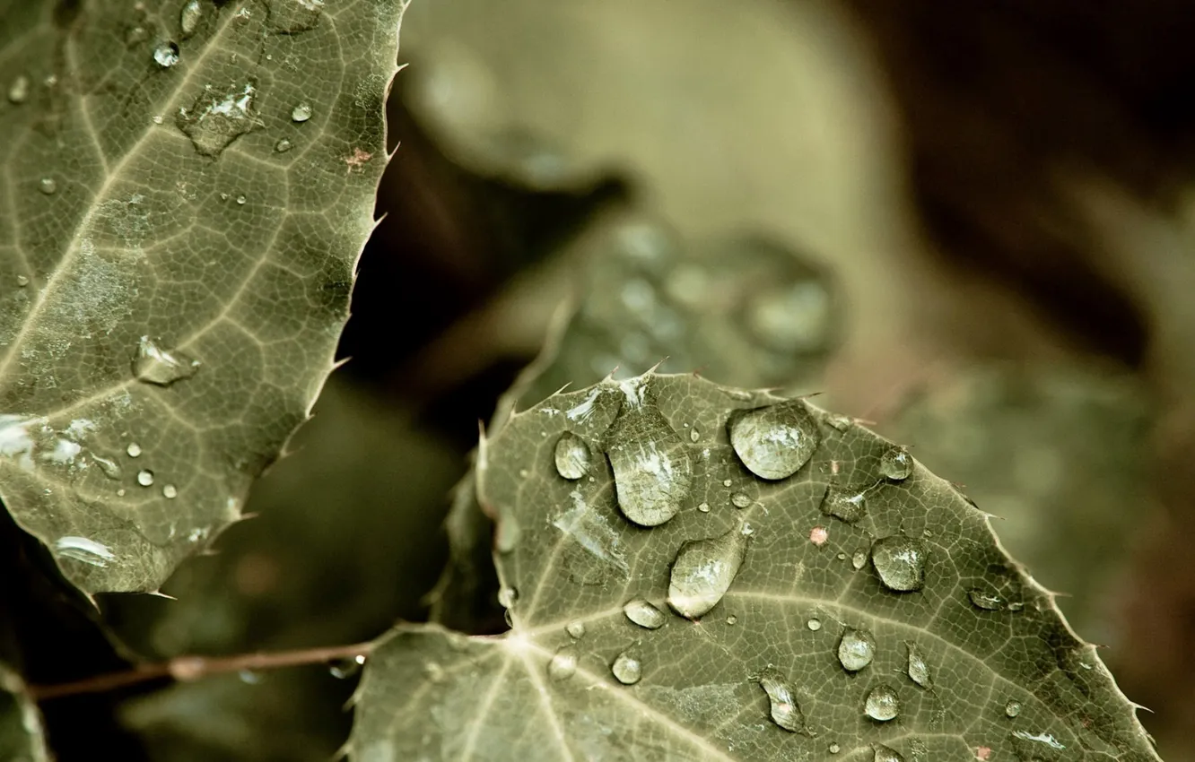 Photo wallpaper greens, leaves, drops, macro, nature, photo, background, Wallpaper