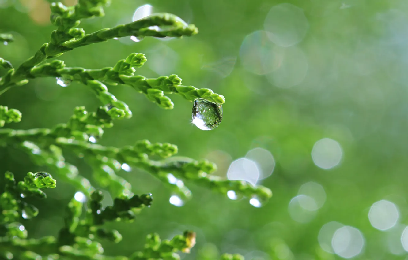 Photo wallpaper drops, nature, sprig, needles
