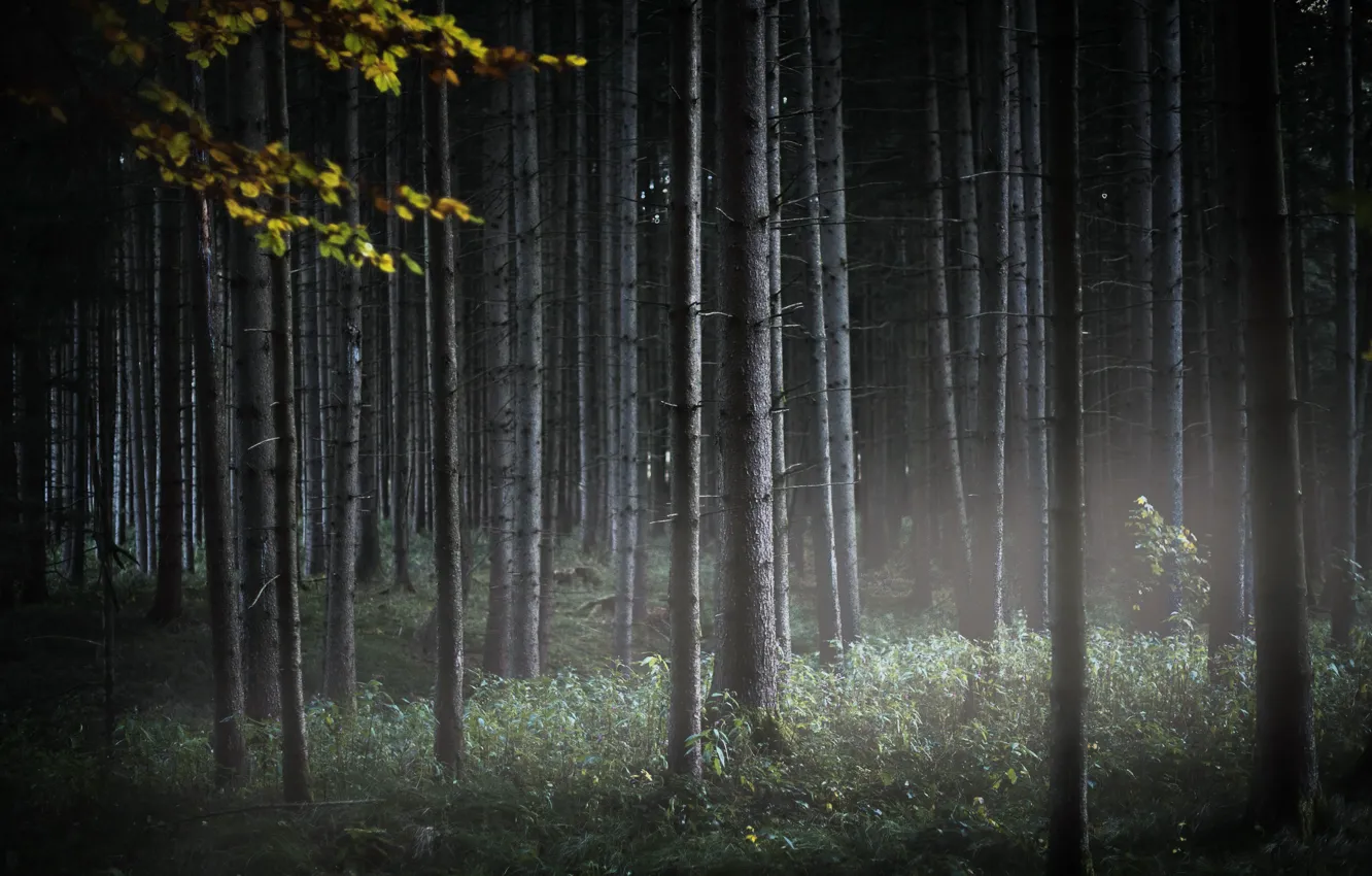 Photo wallpaper forest, nature, fog