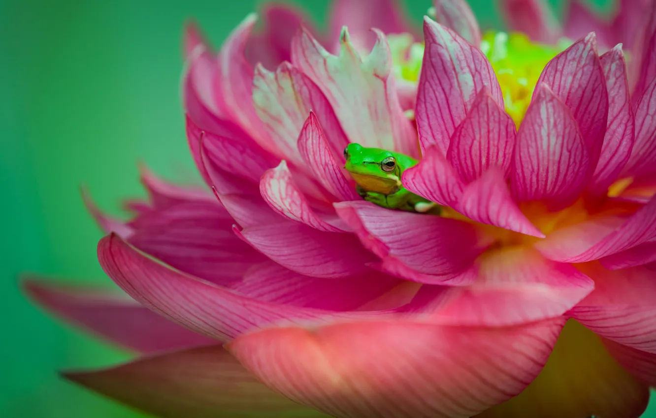 Photo wallpaper flowers, nature, frog