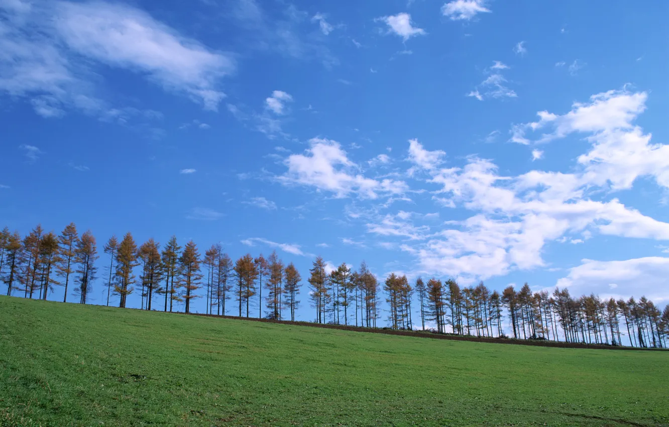 Wallpaper The Sky Grass Clouds Trees For Mobile And Desktop Section Resolution