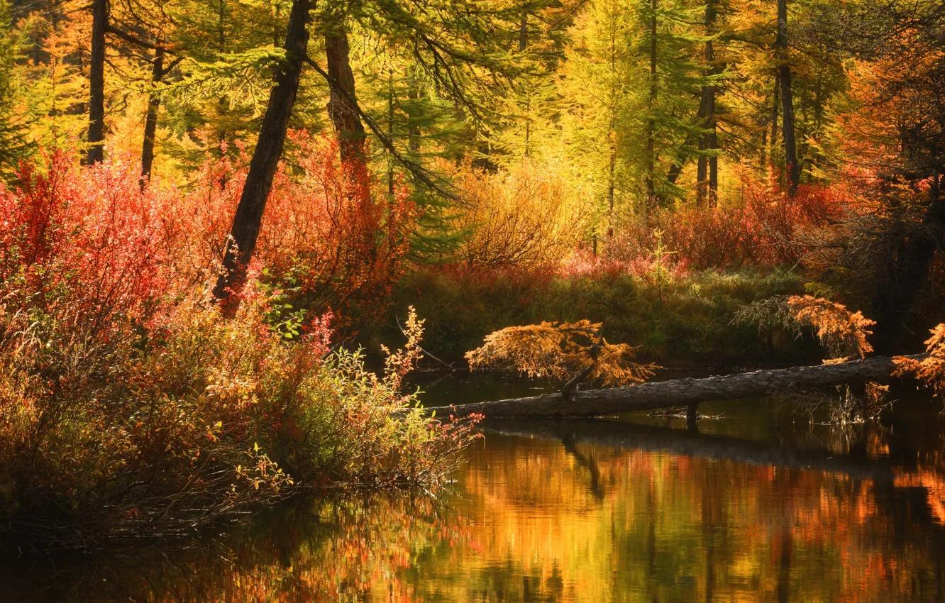 Photo wallpaper autumn, forest, light, landscape, nature, lake, pond, foliage