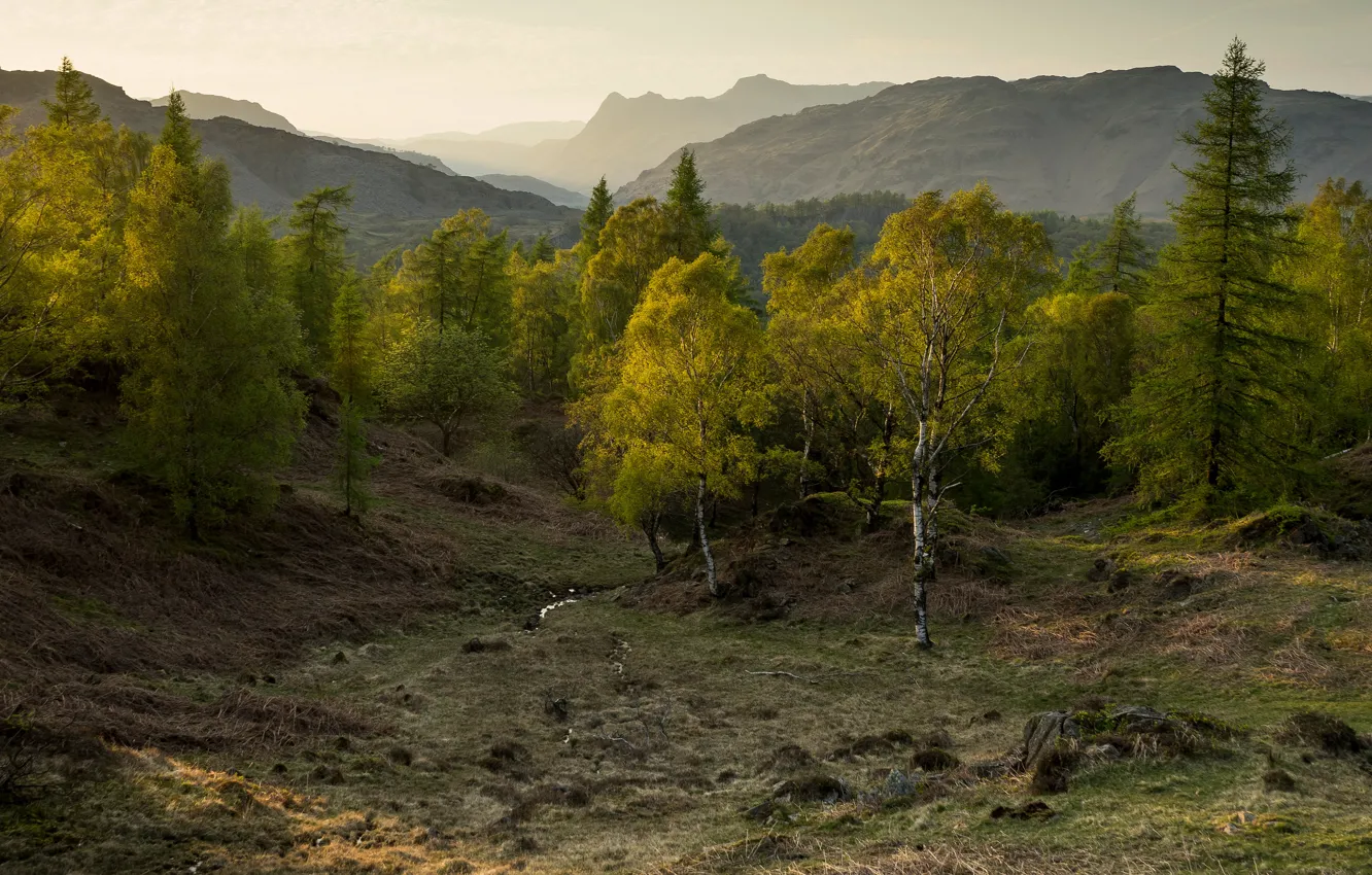 Photo wallpaper autumn, forest, trees, landscape, mountains, nature, fog, stones