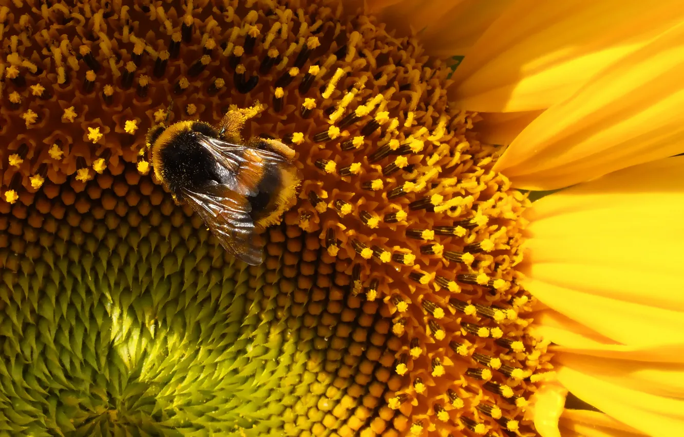 Photo wallpaper bee, shadow, Sunflower