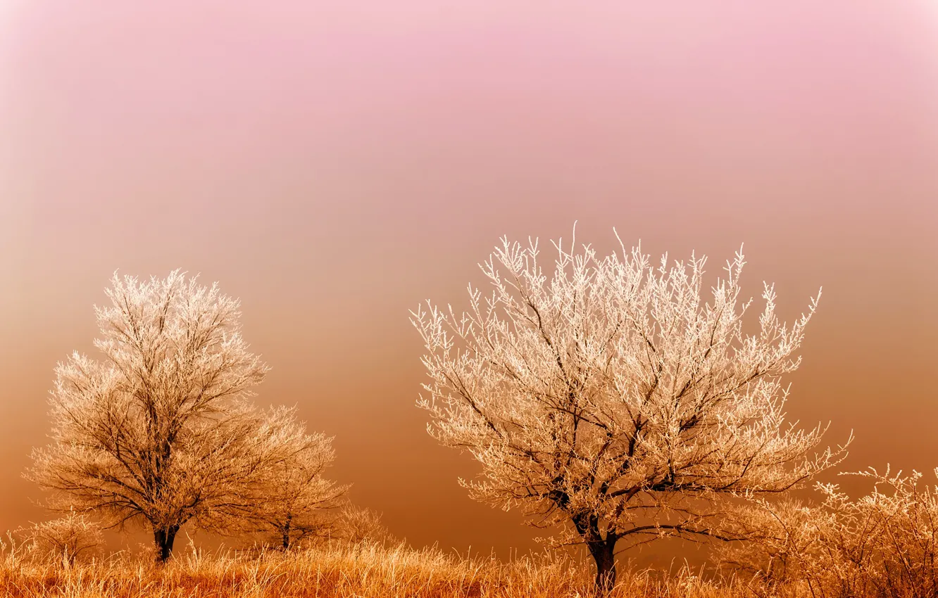 Photo wallpaper frost, field, grass, trees, fog, sunrise, frost