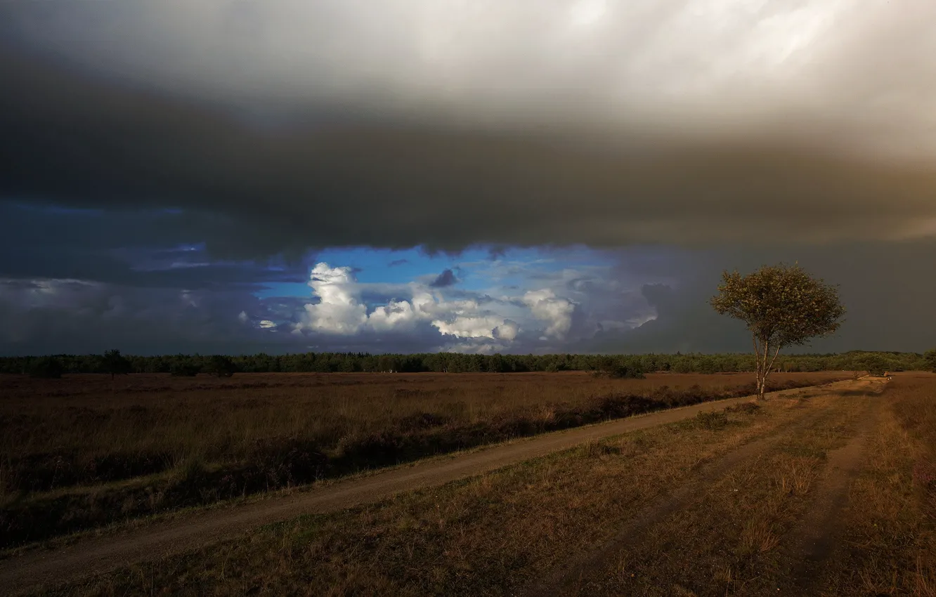Photo wallpaper road, clouds, tree, field