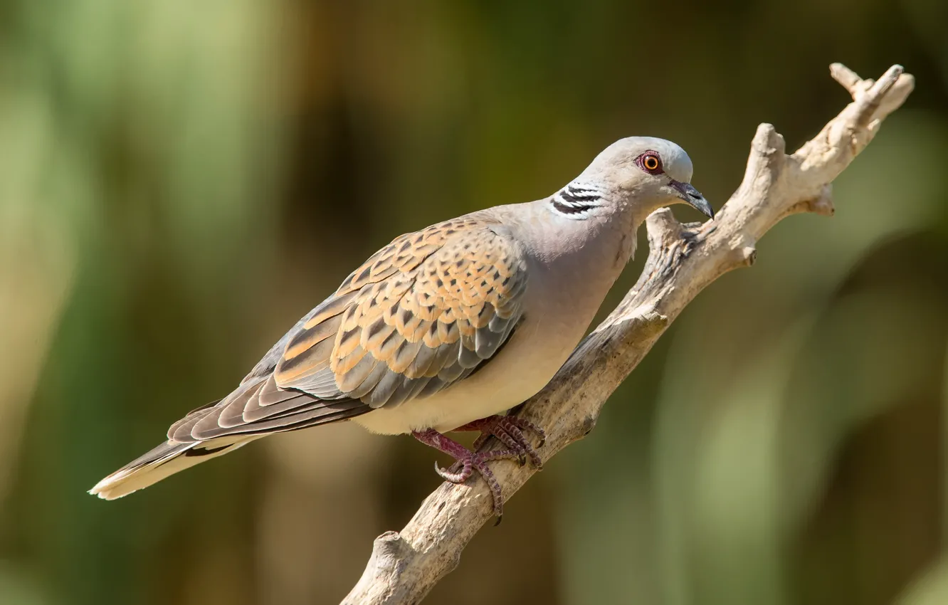Photo wallpaper look, branches, green, background, bird, pigeons, color, beige