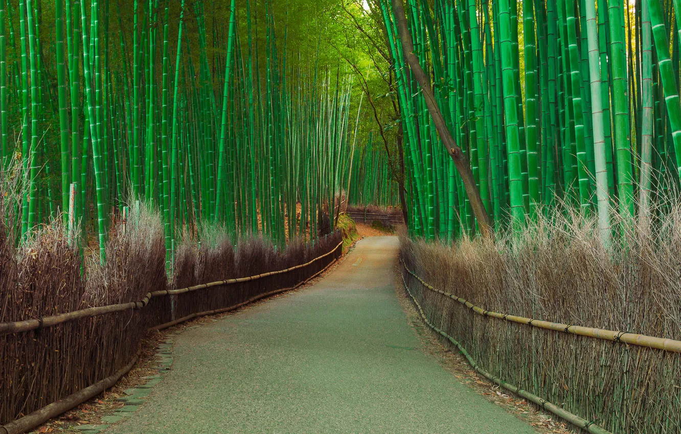 Photo wallpaper road, thickets, plant, bamboo, grove