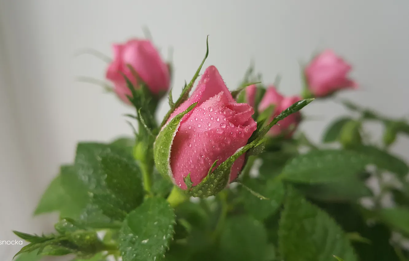 Photo wallpaper flowers, roses, pink roses