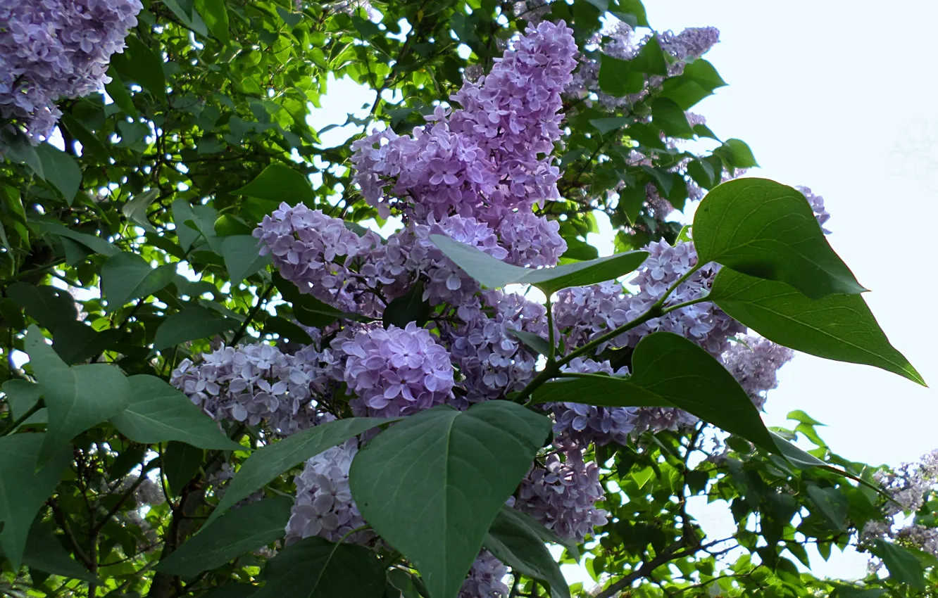 Photo wallpaper spring, may, lilac