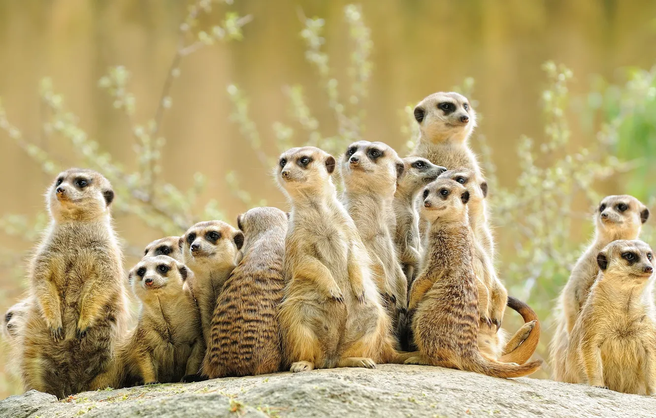 Photo wallpaper look, group, animals, meerkats, company, a lot, stand, meerkat