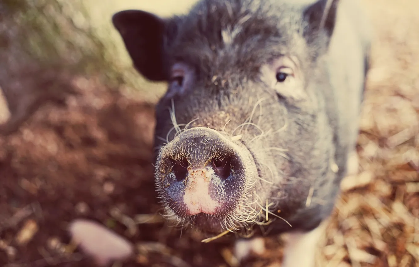 Photo wallpaper nature, background, pig