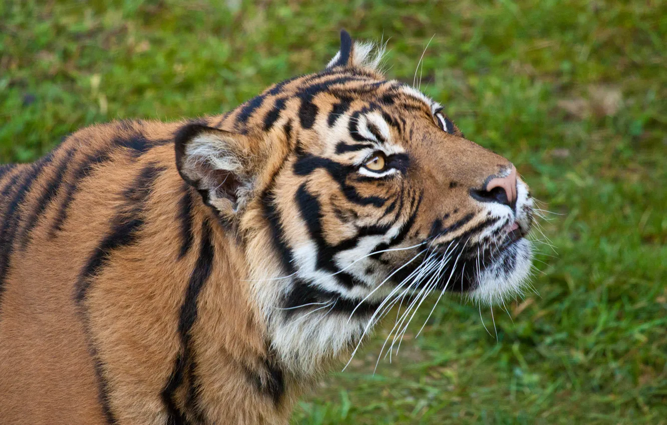 Photo wallpaper cat, look, face, tiger