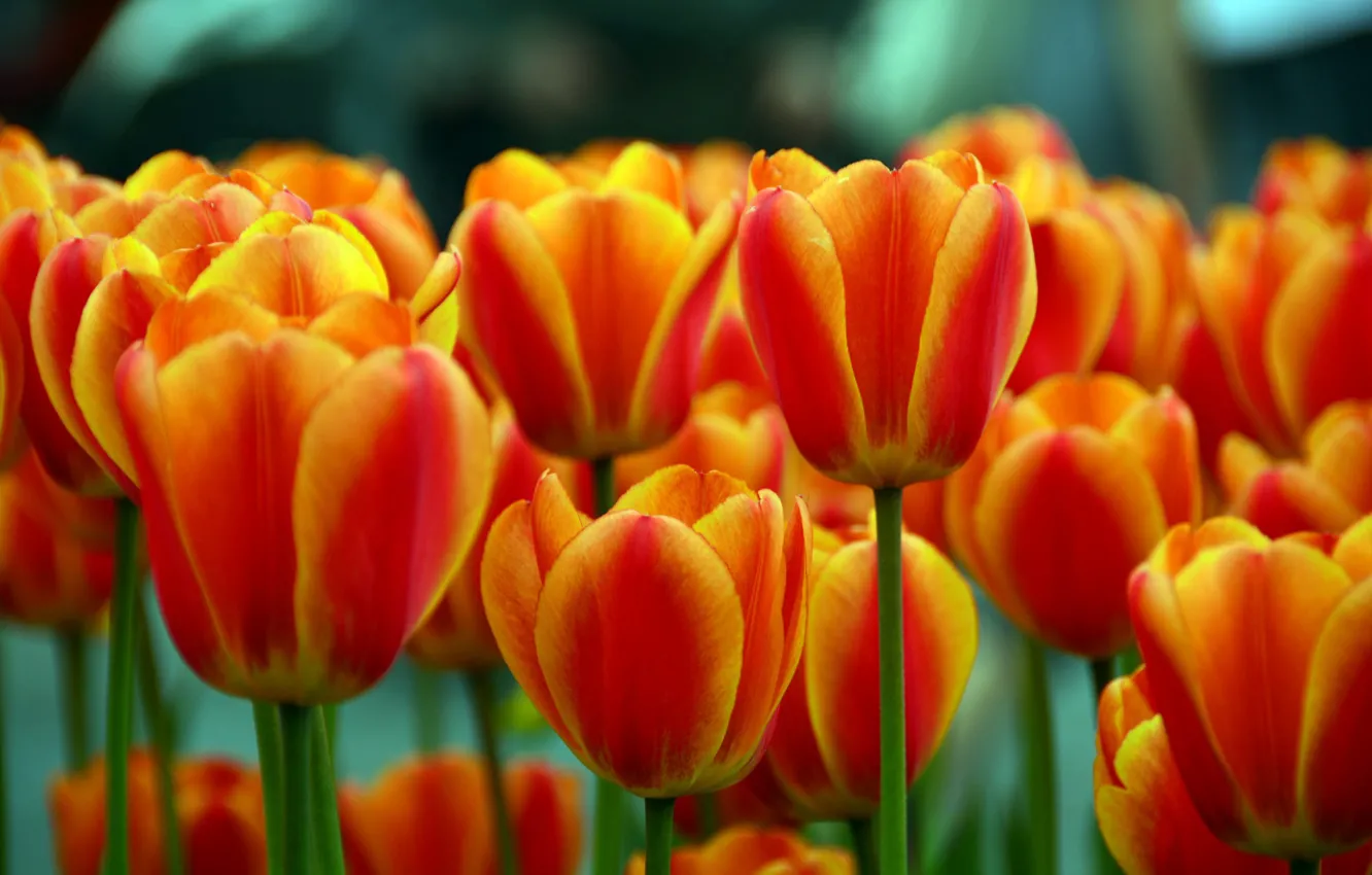 Photo wallpaper orange, tulips, buds, red-yellow