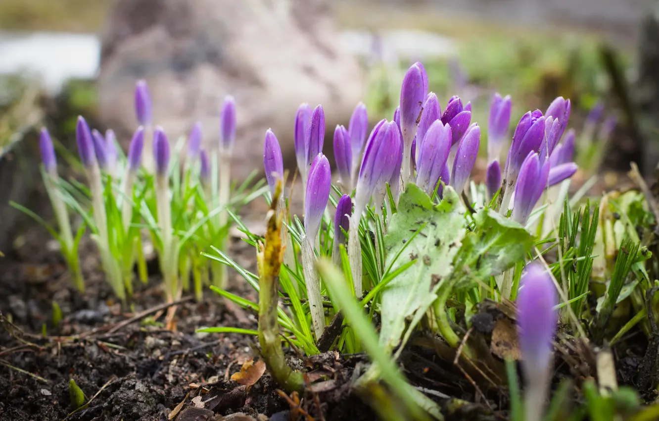 Photo wallpaper greens, leaves, drops, flowers, glade, blur, spring, garden