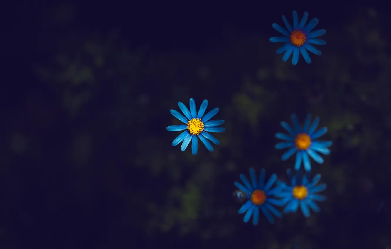 Photo wallpaper flowers, nature, background