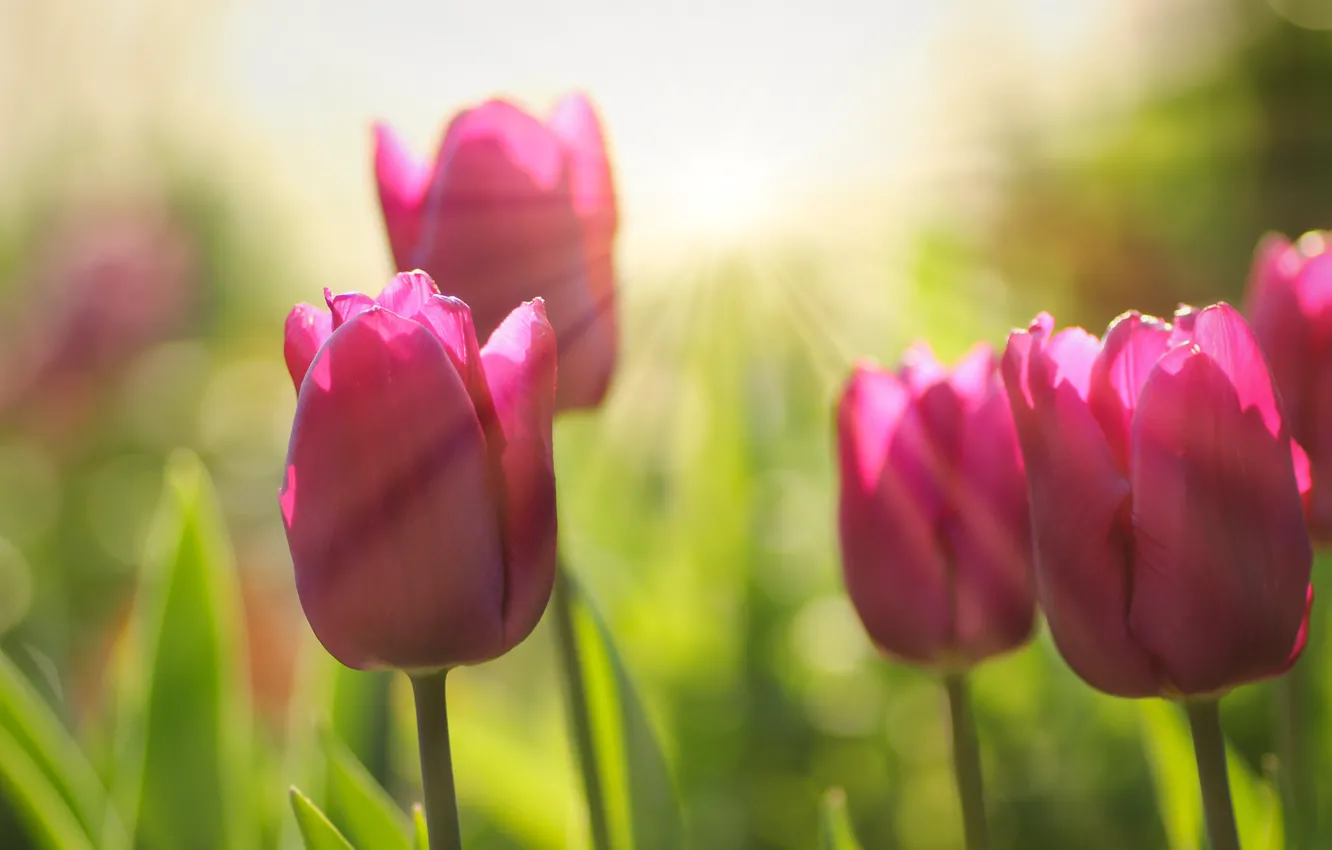 Photo wallpaper greens, the sun, rays, light, flowers, blur, spring, tulips