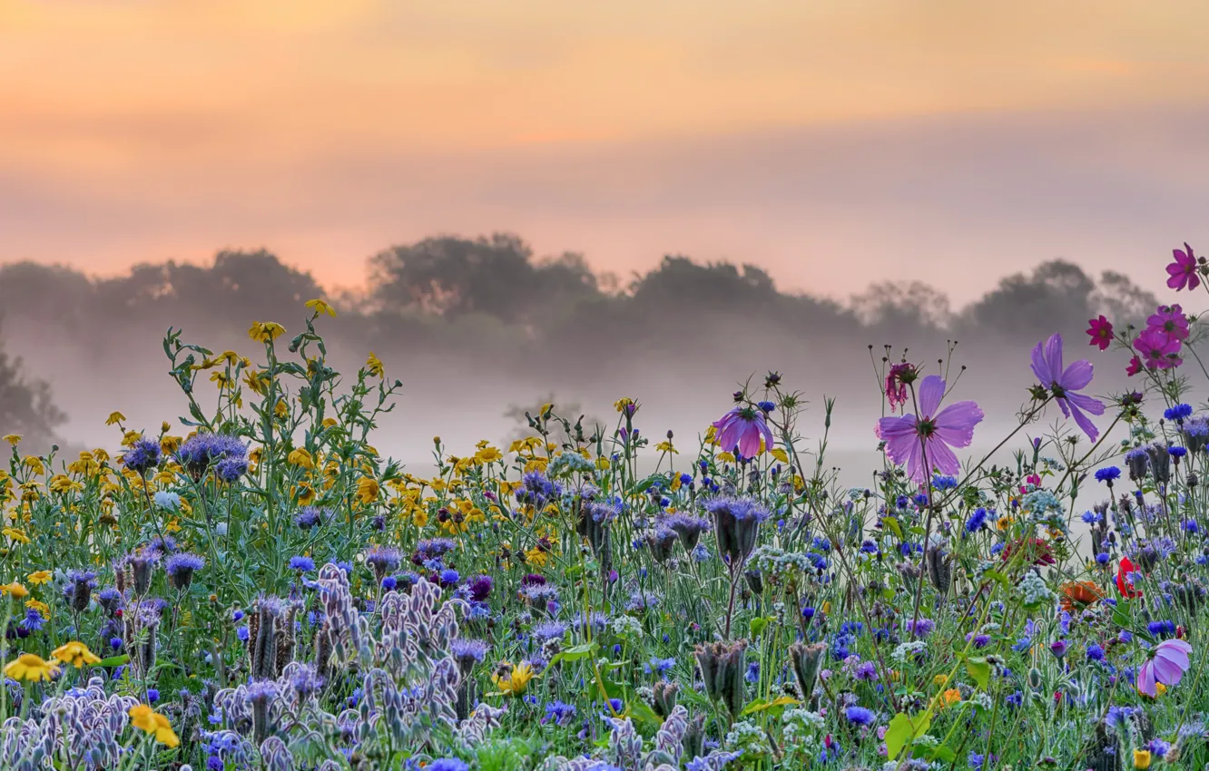 Photo wallpaper flowers, fog, morning